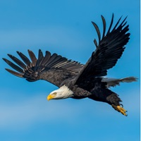 Nasdaq Eagle Trader