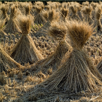 Harvesting