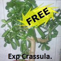 Exp Crasula free