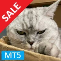 Hunting Cat Scalper MT5