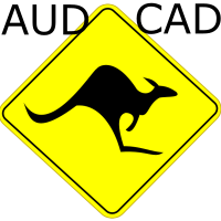 Calm kangaroo
