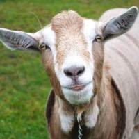 Chevre miel