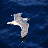 Gulls EA